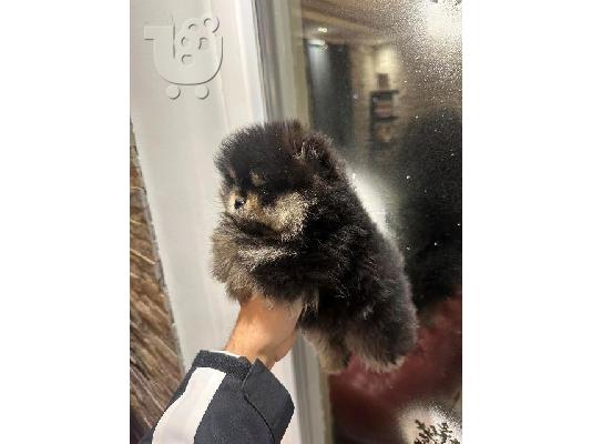 Pomeranian Spitz TOP κουτάβια